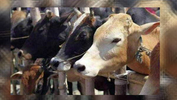 गुजरात और राजस्थान में अधिक असर गुजरात और राजस्थान में अधिक असर