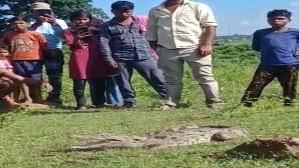 मगरमच्छ को दो घंटे घेरकर खडे़ रहे लोग
