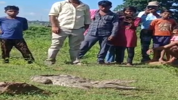 दमोह जिले के अधरौटा स्कूल तक पहुंच गया मगरमच्छ 
