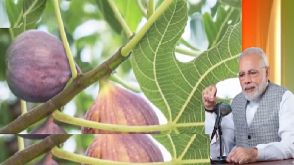 औषधीय फल में खनिज और विटामिन का भंडार