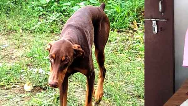 पशु डॉक्टर से बात कर कराएंगे जिम्मी का इलाज