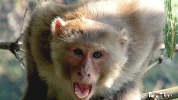 200 लोगों को कर चुका था जख्मी