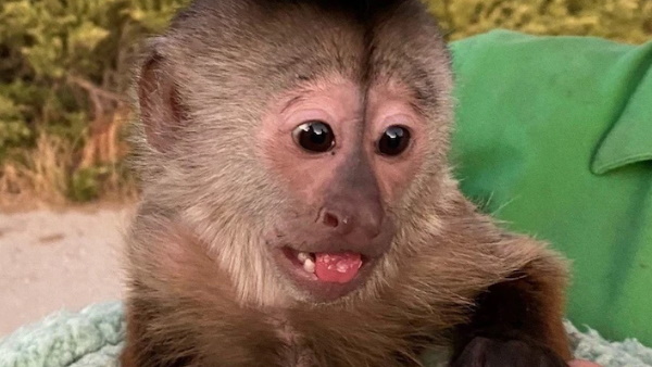 नटखट मासूम केपुचिन बंदर ने पुलिस को कर दी कॉल 