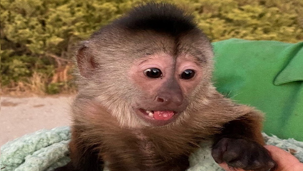 911 फोन कॉल करके कट कर दिया फोन 