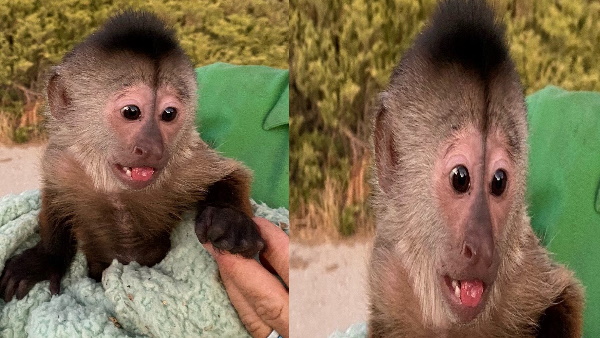 जानें कैसे बंदर को मिला फोन 