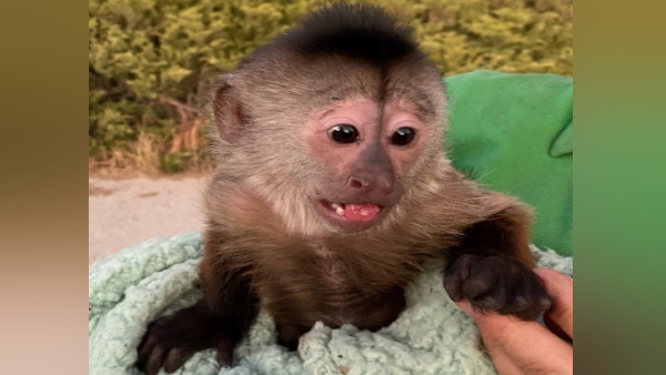 शैतान बंदर की फोटोज भी शेयर की