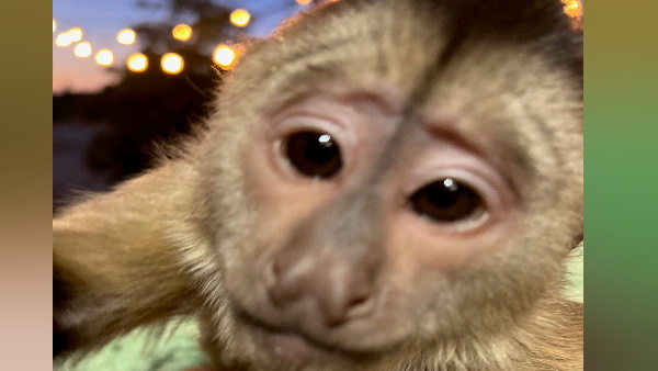 चिड़ियाघर के गोल्फ कार्ट में रख सेल फोन उठाया था।