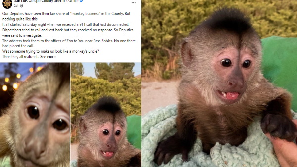 ये कैपुचिन बंदर बहुत जिज्ञासु हैं 