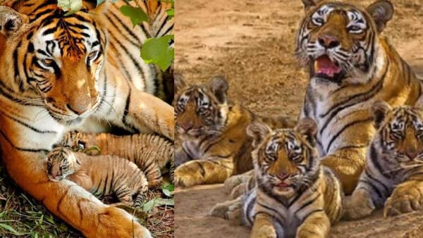 फील्ड डायरेक्टर वाईपी सिंह के अनुसार