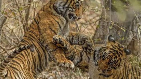 सभी को मां जैसा दुलार