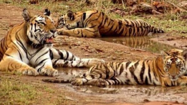 कमली ने दिया था दोनों बाघिन को जन्म