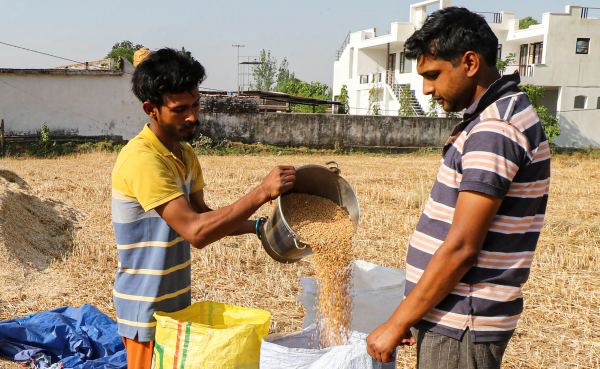 घरेलू गेहूं की आपूर्ति को बढ़ाने पर विचार 