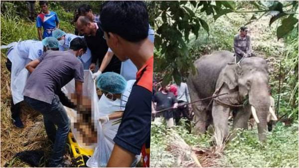 ज्यादा काम और गर्मी से पागल हो गया था हाथी, मार डाला महावत को ज्यादा काम और गर्मी से पागल हो गया था हाथी, मार डाला महावत को