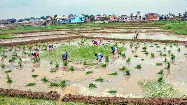 धान उत्पादक राज्यों में बारिश की बेरुखी