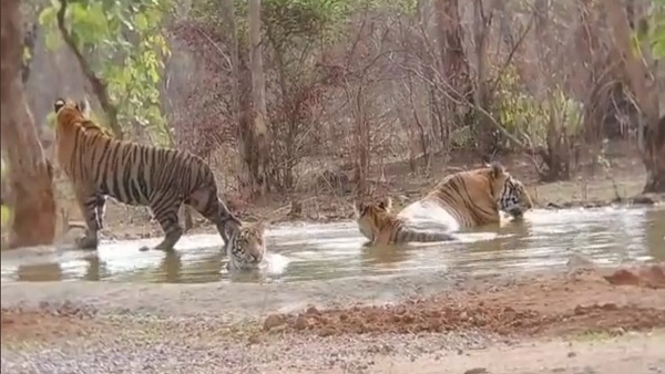 पीटीआर में बाघों की अध‍िकृत संख्‍या 77 पर पहुंच गई है