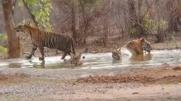 पन्‍ना में बाघ पर‍िवार ऐसे बढ़ा था