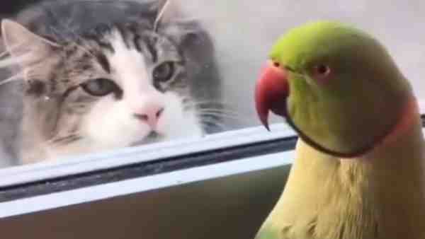 तोते की हरकत को बर्दाश्त कर रही है बिल्ली
