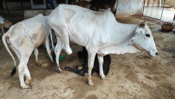 स्थानीय लोगों को मिलेगा रोजगार स्थानीय लोगों को मिलेगा रोजगार