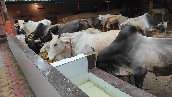 मुरैना की देवरी गौशाला में स्थापित होगा बायोगैस प्लांट मुरैना की देवरी गौशाला में स्थापित होगा बायोगैस प्लांट