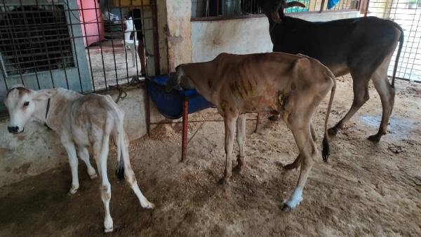 गाय के गोबर से तैयार की जाएगी बायो सीएनजी गाय के गोबर से तैयार की जाएगी बायो सीएनजी