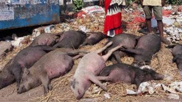 मवेशियों में लंपी स्किन डिसीज का खतरा मवेशियों में लंपी स्किन डिसीज का खतरा