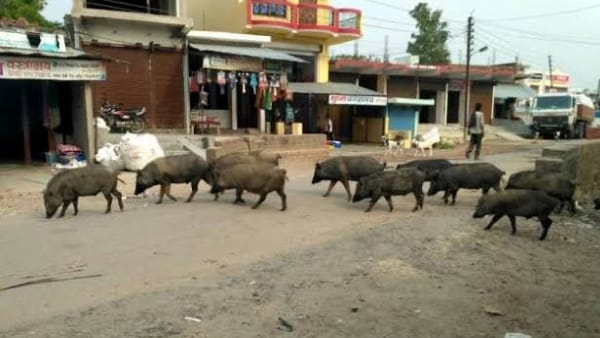 नीम की पत्तियों से धुआं करें नीम की पत्तियों से धुआं करें