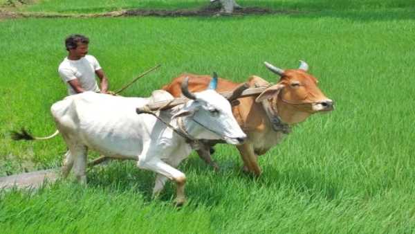 पर्व में बैलों का होता है विशेष महत्व पर्व में बैलों का होता है विशेष महत्व