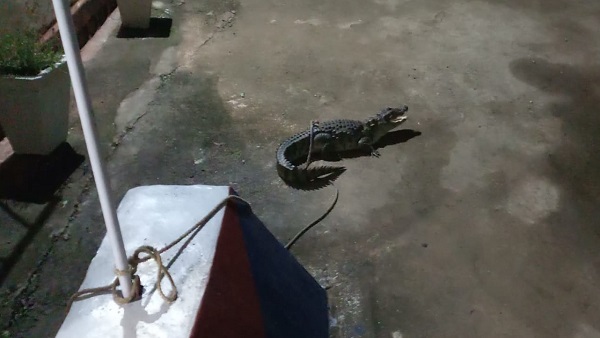 तेजगढ़ पुलिस चौकी के दरवाजे तक पहुंच गया मगरमच्छ तेजगढ़ पुलिस चौकी के दरवाजे तक पहुंच गया मगरमच्छ