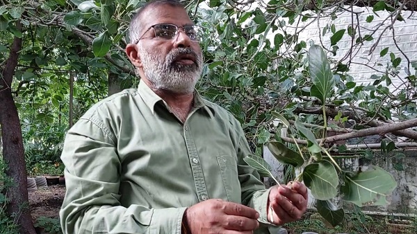 यह दुर्लभ प्रजाति का है, वानस्पतिक नाम ‘‘फाइकस कृष्नाई‘‘ है