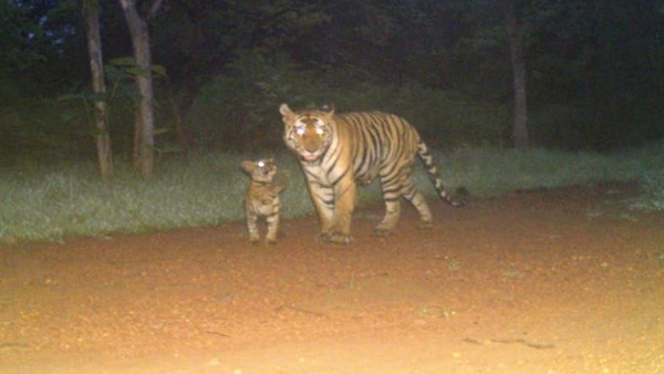 शावकों का जन्‍म करीब 4 महीने पहले हुआ था