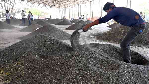 तुअर दाल की कीमत में पहले से ही आ चुकी है तेजी