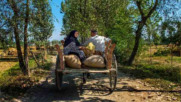 2000 टन उड़द आयात करने का टेंडर