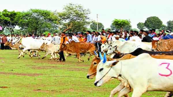 गांवो में होता है बैल दौड़ का आयोजन गांवो में होता है बैल दौड़ का आयोजन