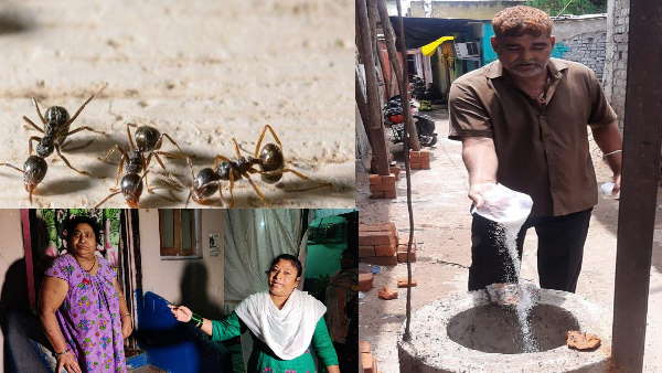 घर में घुस रही हैं चीटियां महिला पहुंची थाने 