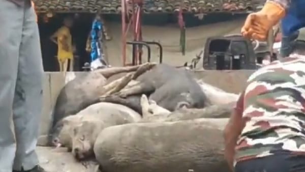 यहां हुई सर्वाधिक मौते 