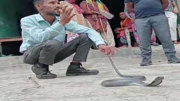 सांप के रेस्क्यू करने के वीडियो सोशल मीडिया में वायरल सांप के रेस्क्यू करने के वीडियो सोशल मीडिया में वायरल