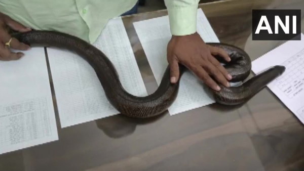 सैंड बोआ सांप की कीमत 70 लाख रुपए