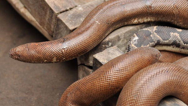 सांप को नहीं होता है दो मुंह, फिर भी दो मुंहा नाम