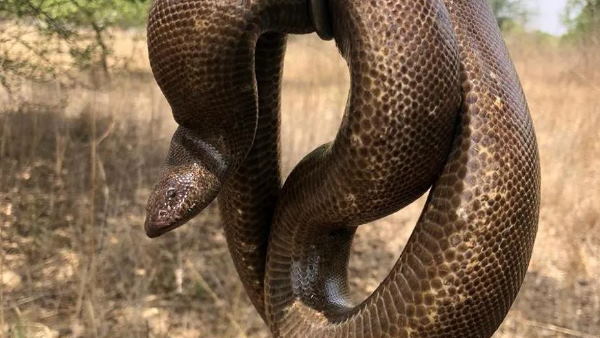 गैरकानूनी है सैंड बोआ का शिकार