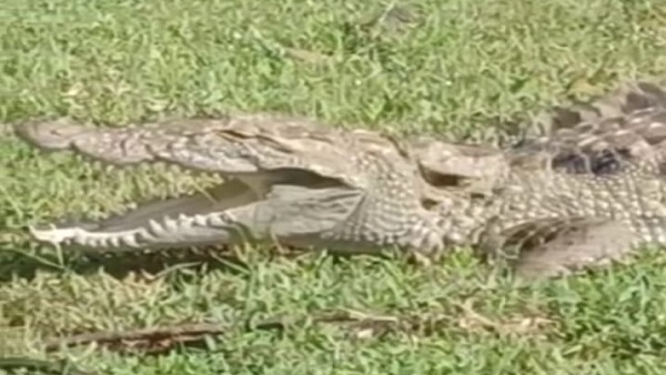 एक और वीडियो में मगरमच्छ शिकार से चूका