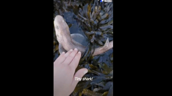 क्या इंसानों के लिए हैं खतरा?