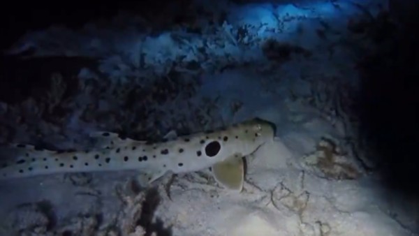 इस वजह से शार्क हैं खतरनाक शिकारी