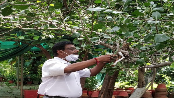 ऑक्सीजन का भरपूर स्रोत, हमेशा हरा-भरा रहता है