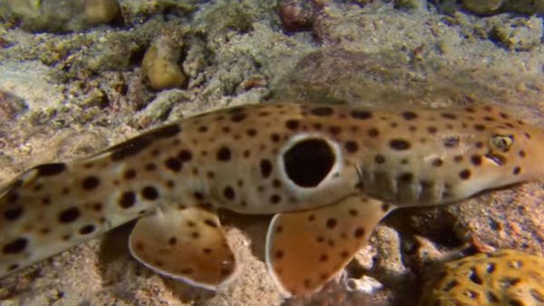 पंखों की मदद से चलती है