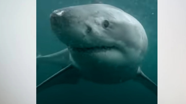 सिडनी की है घटना