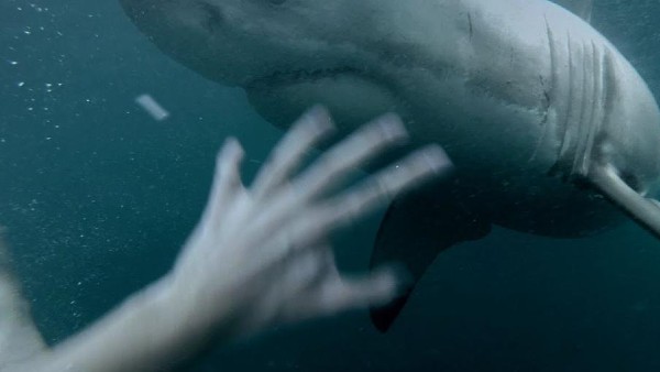 अचानक सामने आई शार्क