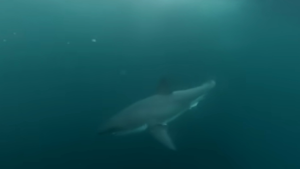 शार्क के होते हैं 300 से ज्यादा दांत