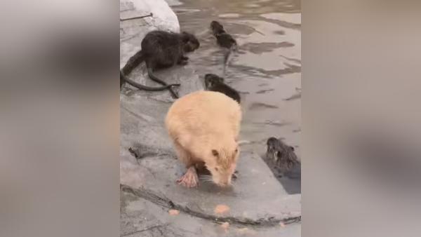 हैम्सटर स्वीमिंग पूल के पानी में मस्ती