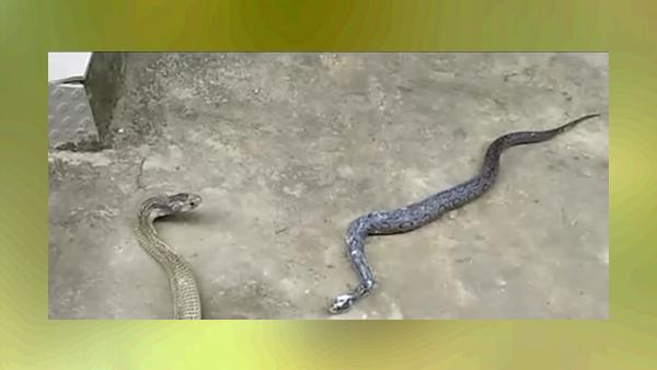 सांप को उगलने में कामयाब