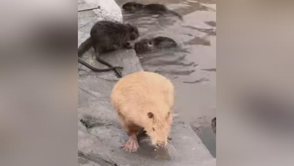 इंसान की तरह नहाना और शरीर रगड़ना